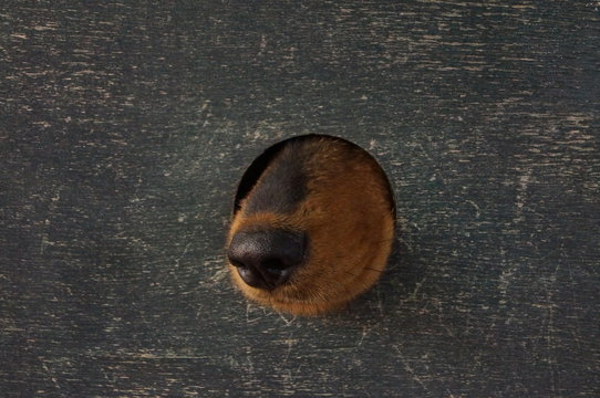 собачий нос